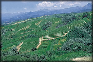 [vineyard]