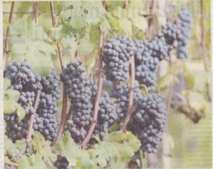 Nebbiolo il Rosso che si trasforma in Bianco
